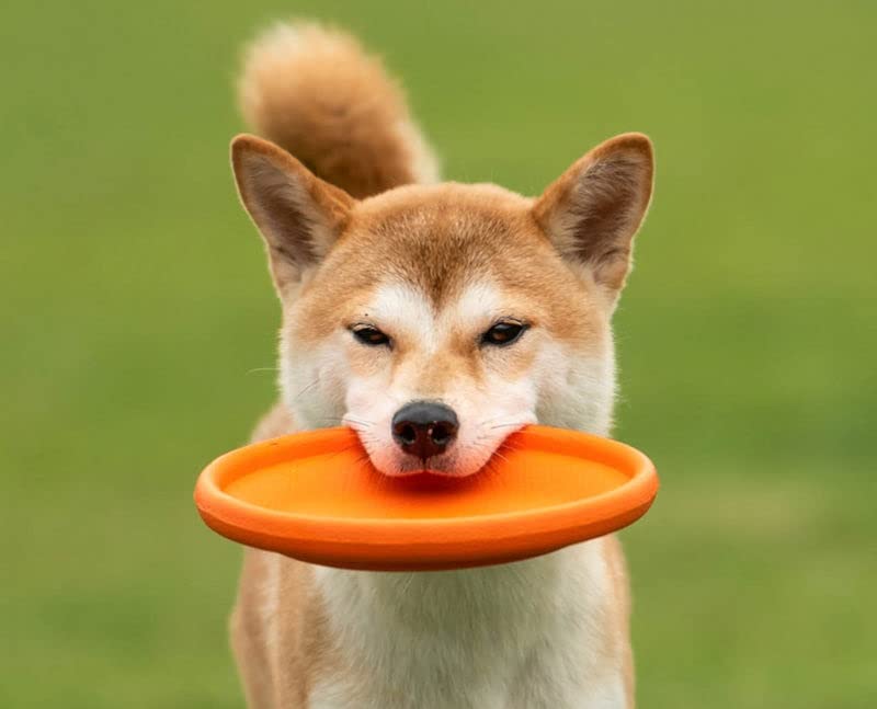 Amazon | HEHW 犬用フリスビー 犬 おもちゃ 投げるおもちゃ 犬用品