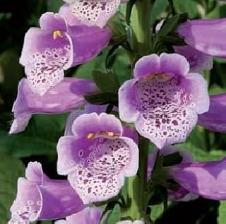 Just Seed - Flower - Foxglove - Digitalis - Dalmatian F1 Rose - 10 Seed - Pelleted