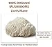 Jetsu Lions Mane Mushroom Powder, Organic, Vegan, Non-GMO Extract Supplement. Nootropic to Support Brain Health, Boost Neuron Growth and Your Immune System for Clarity and Focus. (227g)