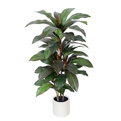 Red-dracaena Tree