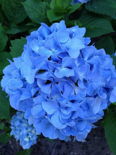 Image of Hydrangea Blue Live Flowering Plant with Pot | Hortensia Plant Live | Blue Hydrangea Shrub for Home Garden Balcony Terrace Outdoor