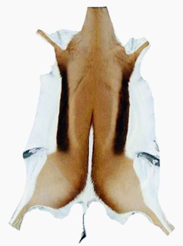 天然毛皮 カモシカ Amazon.co.jp: 天然大型アフリカのSPRINGBOKスキン カモシカの皮 XXXL