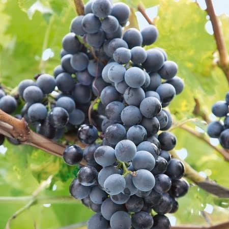Marshalls Garden Grape Vine Regent - Self-Fertile, Disease-Resistant, Early-ripening Blue-Black Grapes