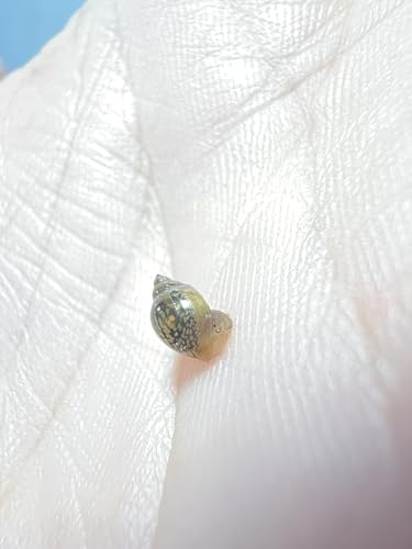 Generisch Blasenschnecken