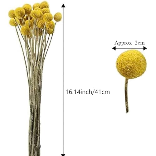 30 flores secas naturales Billy Balls Amarillas Craspedia miniatura 2
