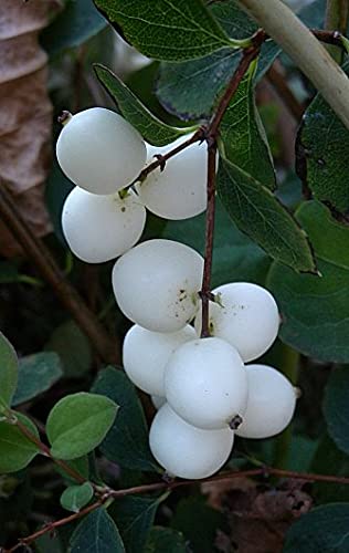 White Berry Fruit