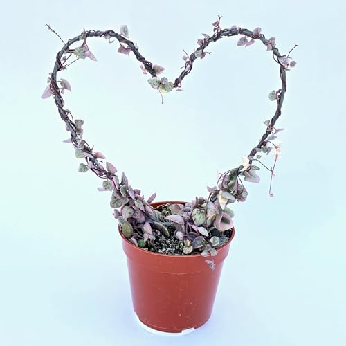 Variegated String of Hearts on Trellis Ceropegia linearis Woodii String of Hearts Plant Live Succulents Plants Live Houseplants House Plants Indoors Live Indoor House Plants by Plants for Pets