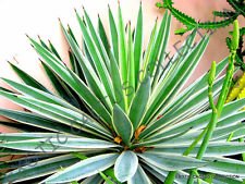 Rara Agave ANGUSTIFOLIA abigarrado @ semilla de la planta suculen...