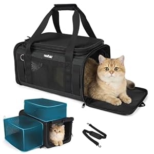 Apollo Walker Cat