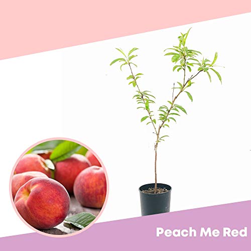 PEACH ME RED® - Fruit tree for small spaces - Carmazzi farm