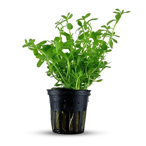 Canton Aquatics Moneywort Bacopa
