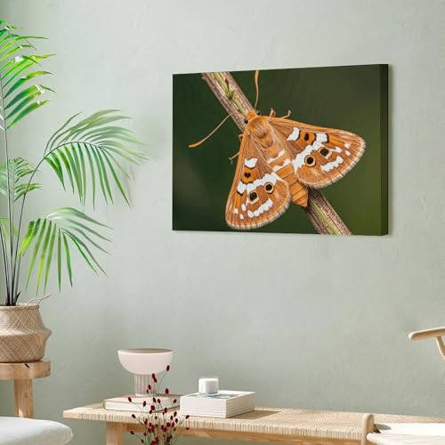 Toile imprimée papillon de nuit décoration murale haut de gamme 40x30 cm - 6