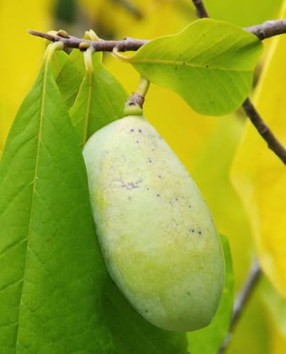 Pianta di ASIMINA TRILOBA – Banano di Montagna ‘SUNFLOWERS’ pianta innestata - h. 50/60 cm