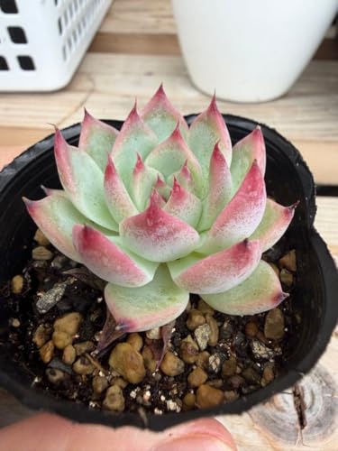 多肉植物 エケベリア 桃太郎」の人気商品一覧 | 安い商品を通販サイト