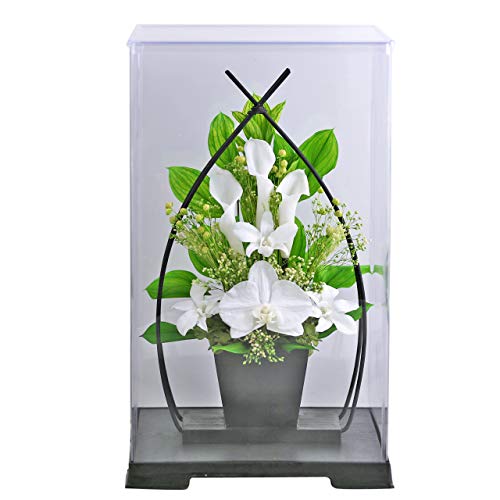 プリザーブドフラワー 胡蝶蘭ポット ミディサイズ