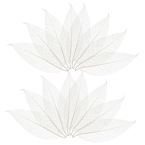 Healifty hojas secas naturales para manualidades, 100 pcs