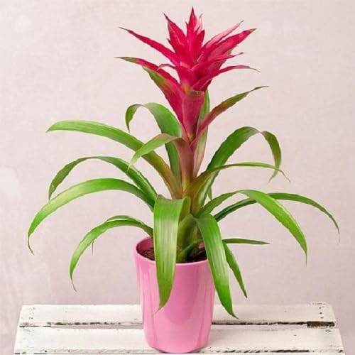 60 semillas nuevas de plantas de bromelias frescas