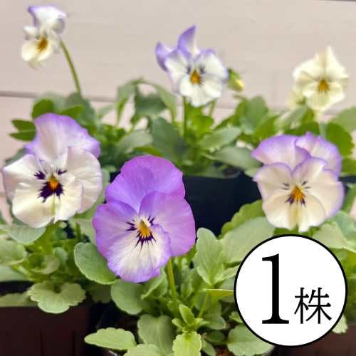Amazon.co.jp: パンジー フリルブルースワール 花ろまん フリル