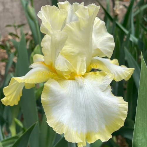 Bulbi di iris perenni resistenti - decorative esotiche balcone in vaso 4pcs