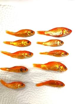 Amazon | 冷凍小赤（金魚）30匹 エサ用 和金【クール便】 | ノー