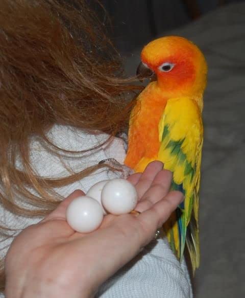 Perfect Plastic Eggs to use as Sun Conure DummyEggs, Caique DummyEggs, Rosella DummyEggs, Senegal Eggs, Pionus Eggs,