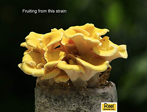 Root Mushroom Farm- 30 Mushroom Liquid Cultures /Golden Oyster(Pleurotus Citrinopileatus) #TOP3