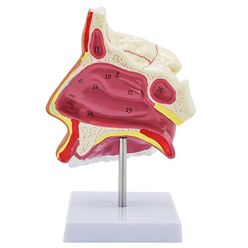 Modèle d'anatomie nasale et cavité humaine avec os externes du nez - 2