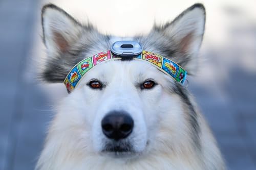 Max & Molly Matrix Ultra LED, Hundelicht für Hundegeschirr, Leine & Halsband, Orange, Wasserfest, USB Wiederaufladbar, Hundelampe LED, Hunde Leuchtanhänger für mehr Sicherheit bei Nacht