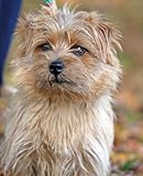 Photo Gallery norfolk terrier composition book Photo Gallery norfolk terrier composition book