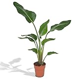 Strelitzia Nicolai Pflanze 90cm Hoch - Echte ParadiesvogelPflanze in Topfgröße Ø19cm - Verschiedene ZimmerPflanzen Erhältlich