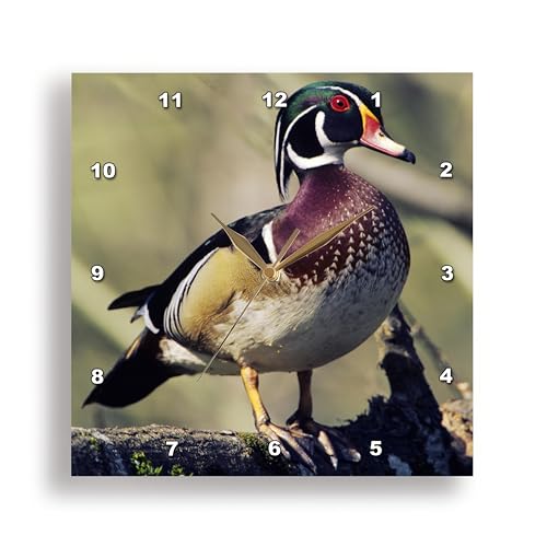 3dRose DPP_95209_1 Washington. Male Wood Duck-US48 CCR0161-Charles Crust-Wall Clock, 10 by 10-Inch