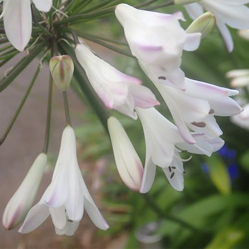 Plant World Seeds - Agapanthus Africanus 'Blue Tips' Seeds (Exotic Flower Seeds)