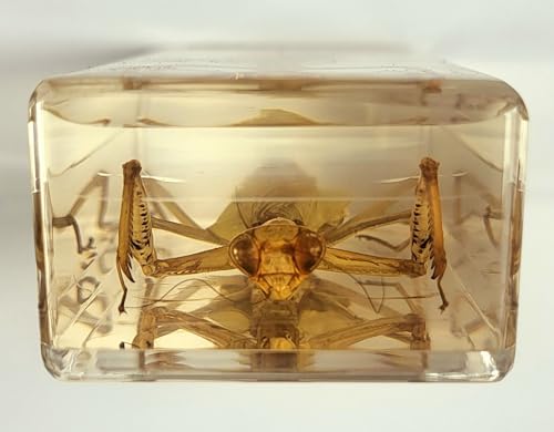 Image of 4.3 inch Real Praying Mantis in Crystal Clear Lucite Resin Crafts Specimen Real Preserved Various Animal Insect Bug Taxidermy Collection for Biology Science Education & Desk Ornament Display