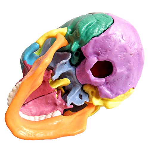 2023 New Anatomy Skull Model 15 Parts Human Anatomy Exploded Skull Detachable Palm-Sized Mini Human Color Medical Skull Model,Medical Dental Clinic Teaching Equipment,Learning With Color Study Manual #TOP4