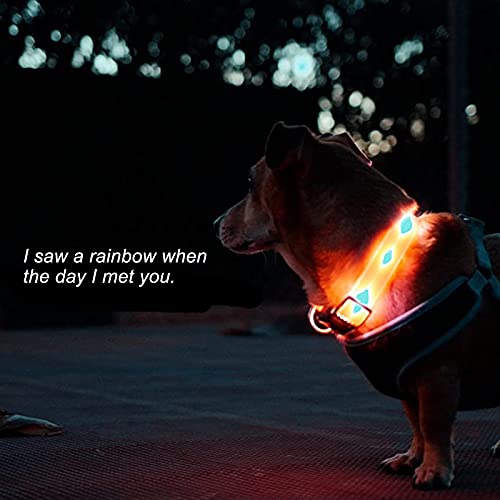 lighted dog