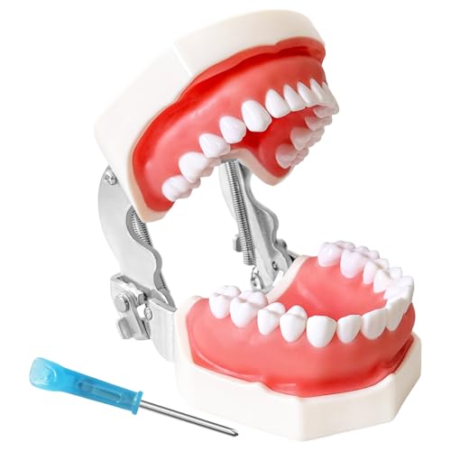 Dental Teaching Model with Training Teeth for Students and Professionals - Detachable Resin Teeth with Soft Gums, Dental Practice Tool with Screwdriver - Ideal for Dental Education, and Demonstrations
