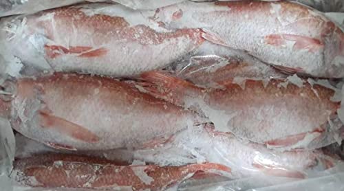 韓国産 赤むつ のどぐろ ラウンド 10kg(尾約250-300g)業務用 冷凍