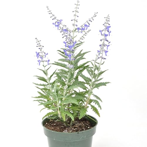 Perovskia Little Lace Russian Sage Flowering Plant Cloud-Like Lavender Blooms on Silvery Foliage in the Form of a Drought-Tolerant Plant Cnt Sz: 4.5