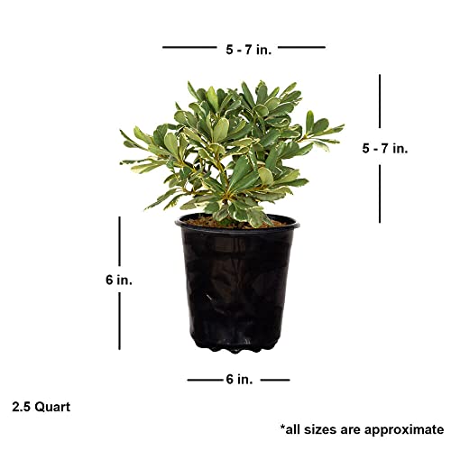 Variegated Pittosporum 'Japanese Mock Orange' (2.5 Quart) Evergreen Shrub With Green And Cream-White Foliage - Part Sun Live Outdoor Plant #TOP4