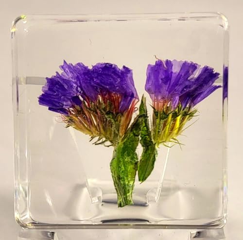 Image of 38mm Real Purple Lavender Flower in Crystal Clear Lucite Resin Specimen Botanist Herb Herbarium Lavandula Collection for Botany Science Education & Desk Ornament Display Small Paperweight