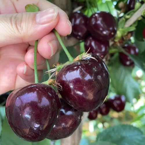 I semi sono molto adatti per essere piantati nei giardini o conservati semi sicuri per un uso futuro.