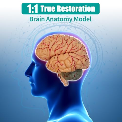 Image of SFXYJ Charts Human Brain Anatomical Model, 8-Part Model of Brain Life Size Anatomically Accurate Brain Model w /Labels & Display Base for Science Classroom Study Display, Manual Included