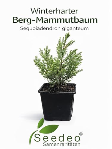 Seedeo® Berg - Mammutbaum (Sequoiadendron giganteum) Pflanze 2 Jahre