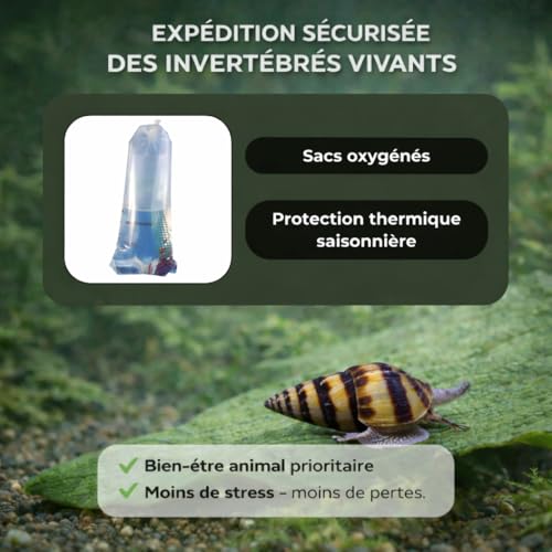 Anentome Helena – Escargot prédateur pour Aquarium – Lot de 10 – Régulation Naturelle des escargots nuisibles (Physes, Planorbes) – Élevage français NeoTropic – vue 6