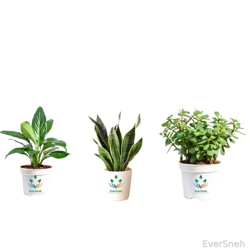 EverSneh Live Combo 3 Pcs Jade plant & Lily plant & Snake Plant | Snake & Jade & Peace Lily Plant Indoor live Plant | Snake & Jade & Lily Plant With Pot | Indoor & Out Door Plants (B0CWF1PHKV) Amazon Price History, Amazon Price Tracker