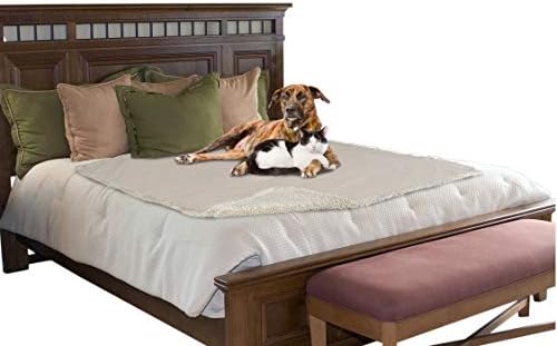 dog keeps wetting the bed