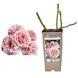 Verdecora Rosal Floribunda Polyantha - Planta Natural con Flor - Floe Perfumada de plantación (Rosa Boticelli)