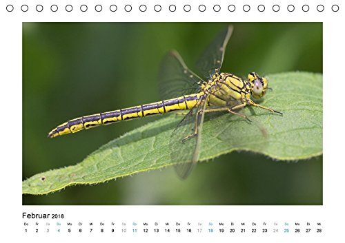 Faszinierende Libellen (Tischkalender 2018 DIN A5 quer): Dieser Kalender zeigt Ihnen die farbenprächtige Welt der heimischen Libelle. (Monatskalender, ... [Kalender] [Apr 07, 2017] Heufelder, Stefanie