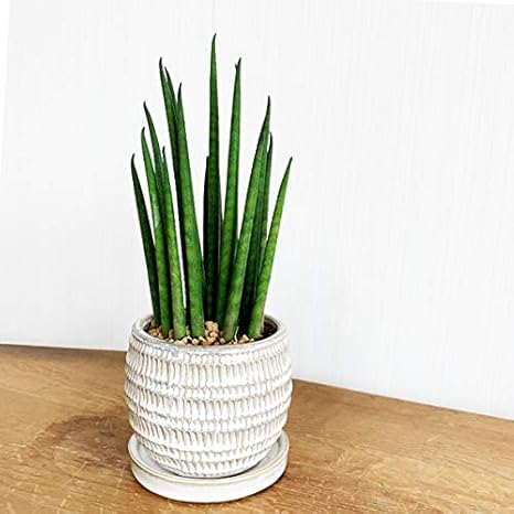 サンセベリア フランシー花芽付き 曲がり 陶器鉢植 Allstarbailbondslv Com サンセベリア フランシー花芽付き 曲がり 陶器鉢植 Allstarbailbondslv Com