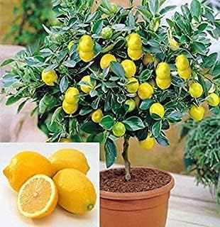 Sponsored Ad - Greenursery Real Live Hybrid Sarbati Lemon Nimbu Lime Citrus Tree Bush Cultivar Variety Species Citron Limon Fruit Bearing Plant for Garden with Plastic Pot